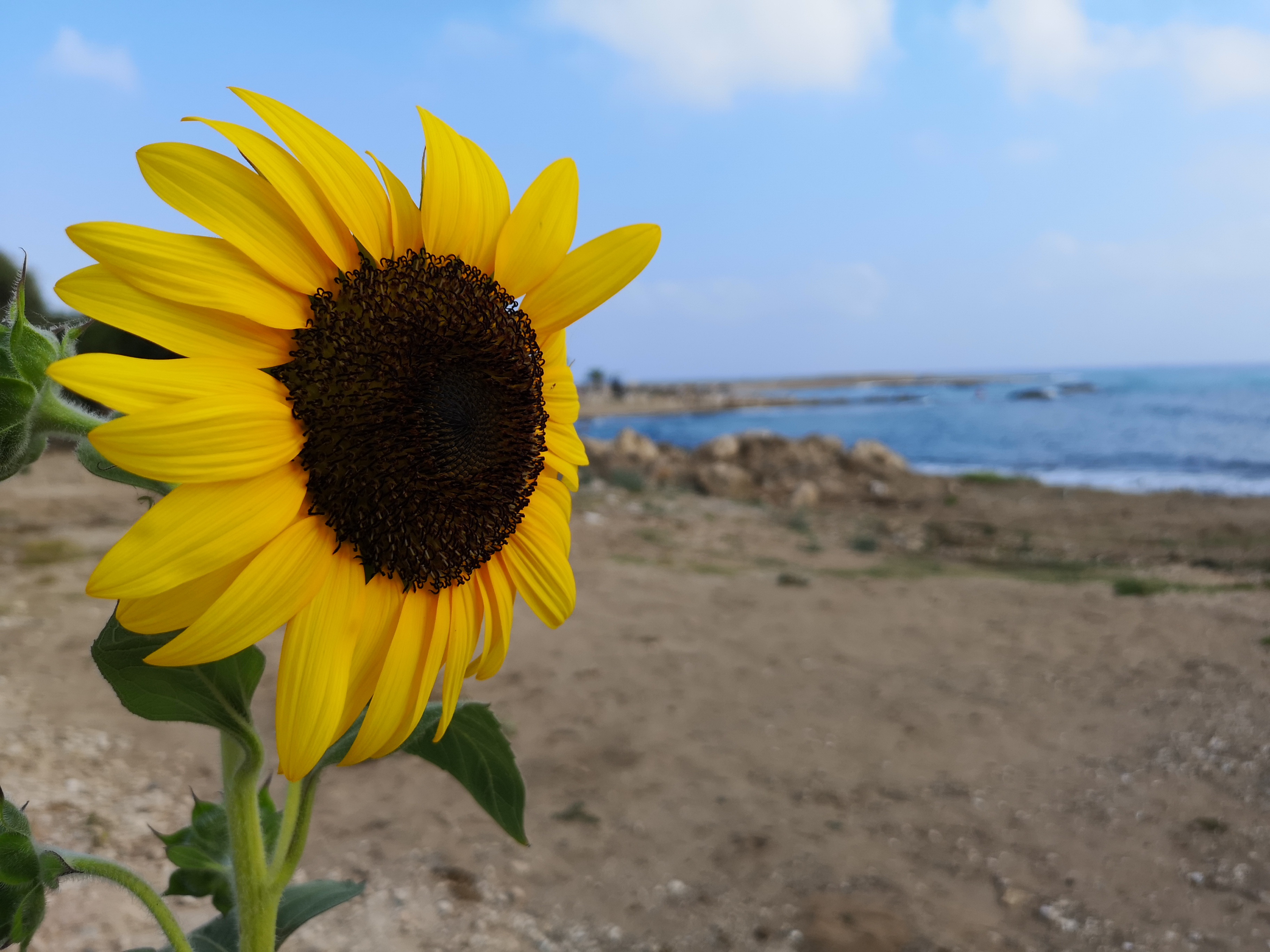 規(guī)劃身份，哪個更有價值？