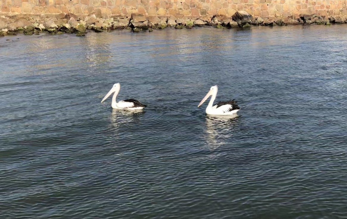 [熱門推薦]不想坐“移民監(jiān)”的人，最后都移民哪些國家？