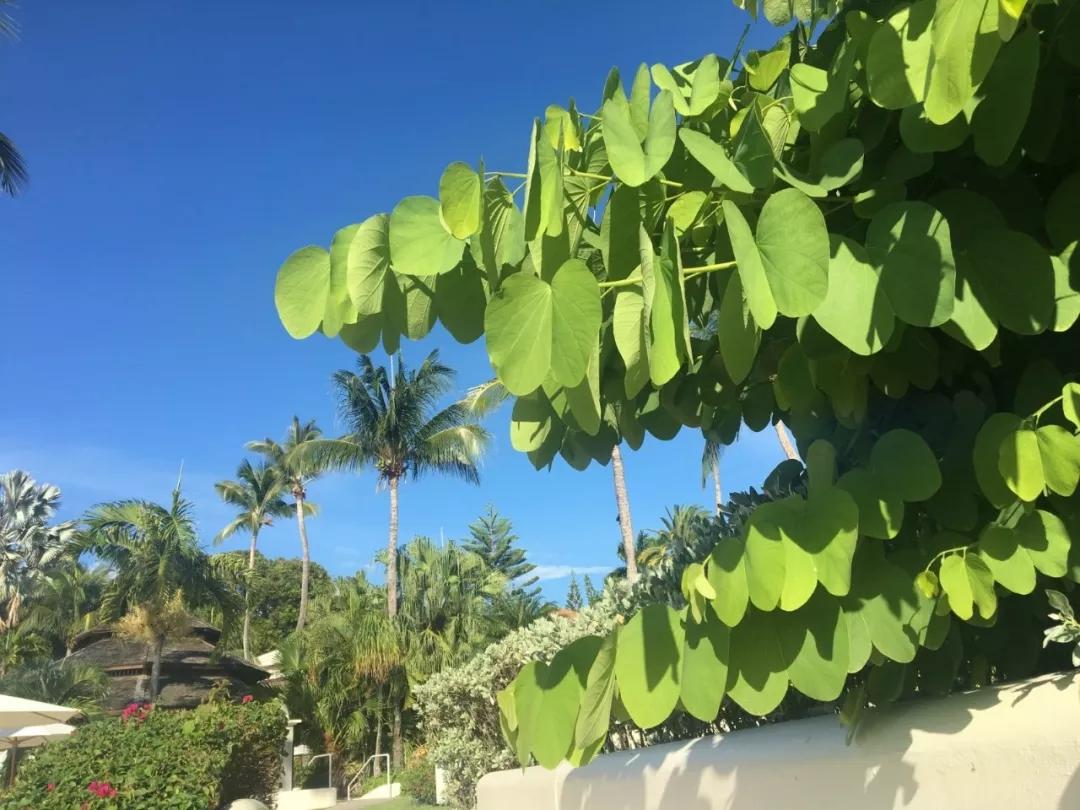 華人華僑看過來 | 九月有新規(guī)，將會影響你我生活~