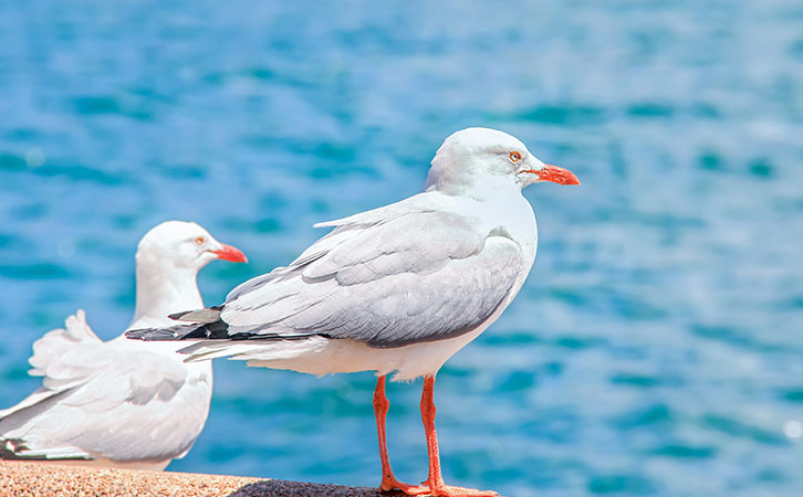 在澳大利亞開奶茶店和火鍋店，也能辦理移民？
